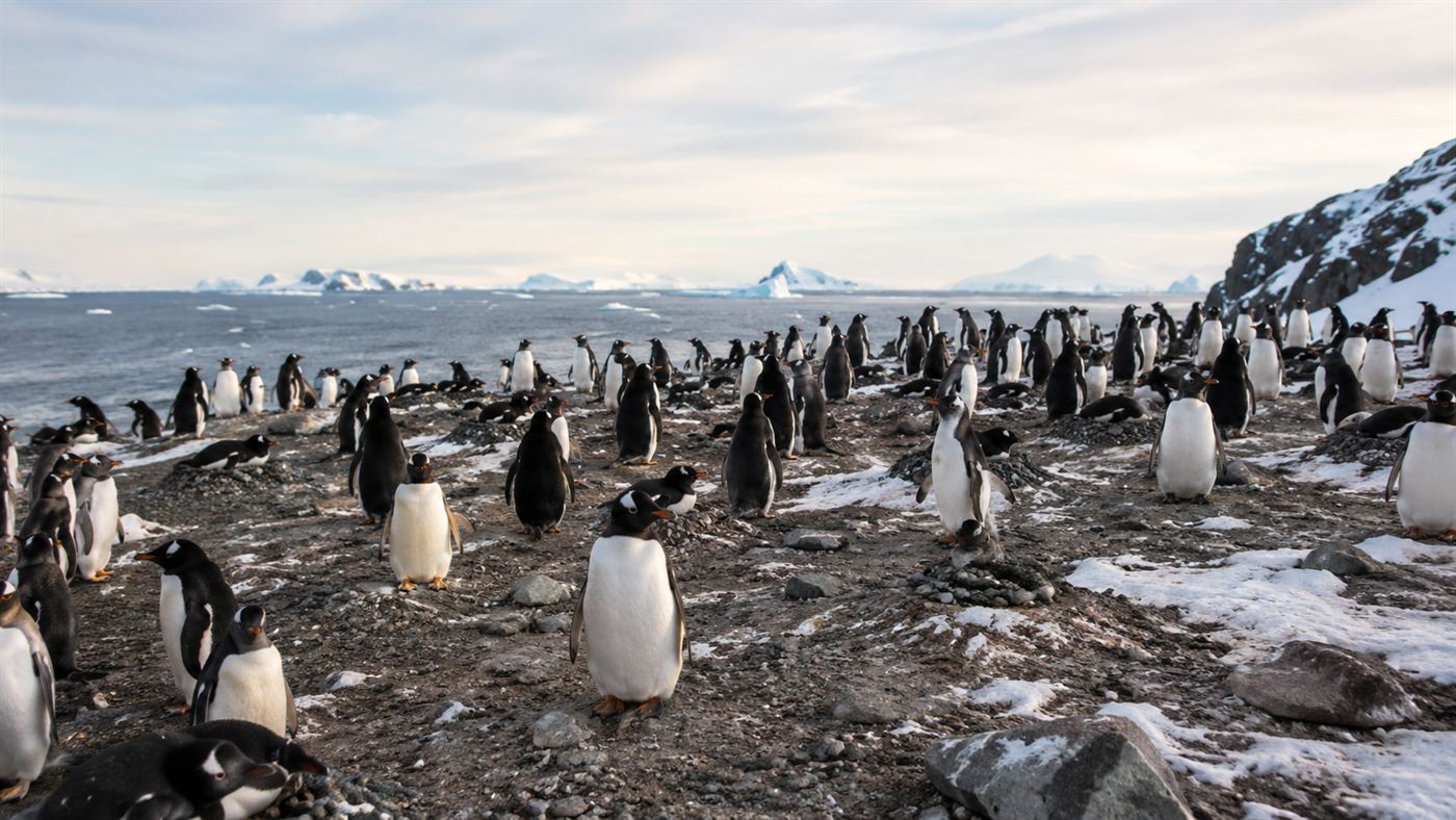A large group of Antarctic penguins standing on rock and snow at their breeding colony under a pale southern sky