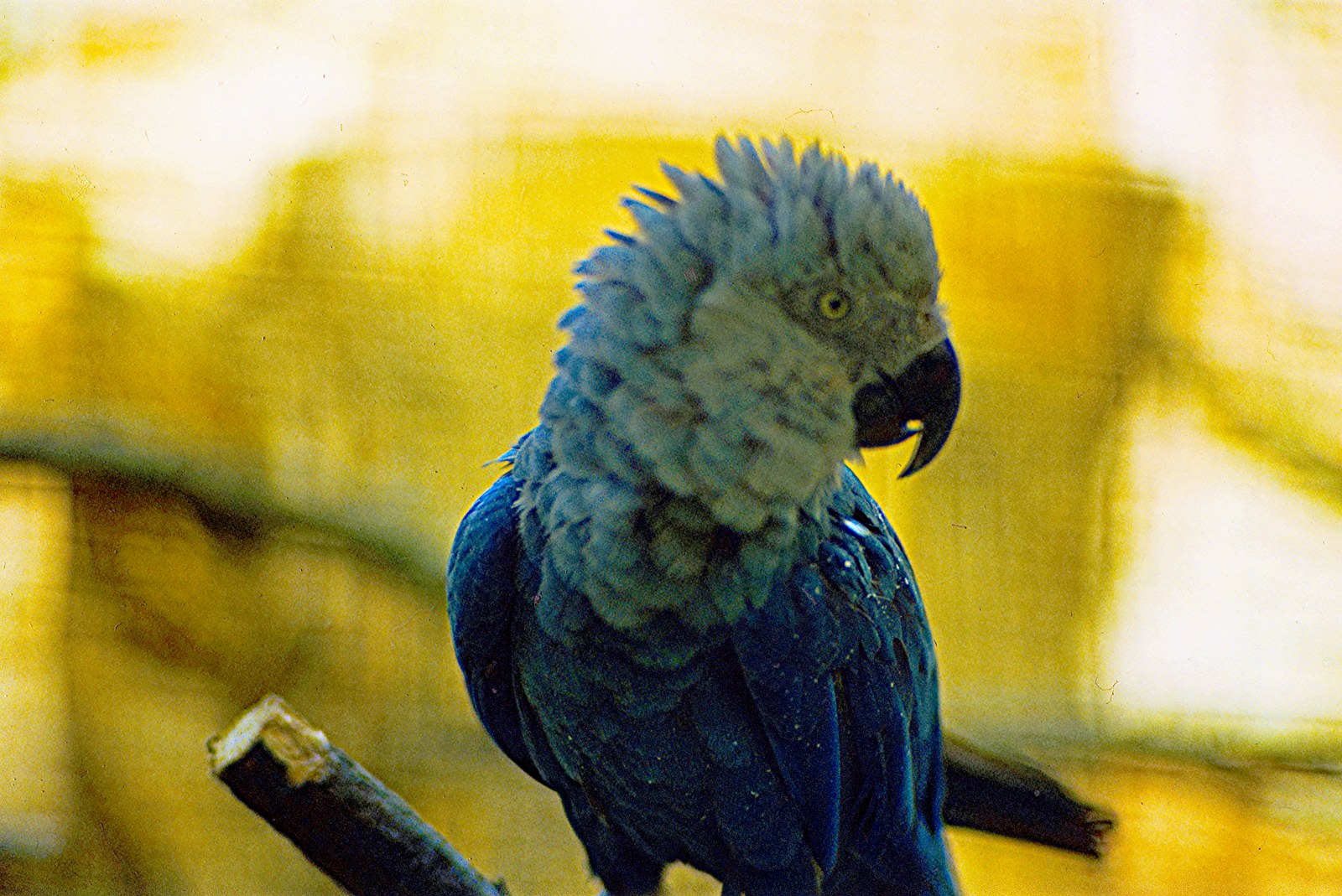 Ararinha-azul (Cyanopsitta spixii) em close, mostrando a plumagem azul e a cabeça acinzentada da espécie