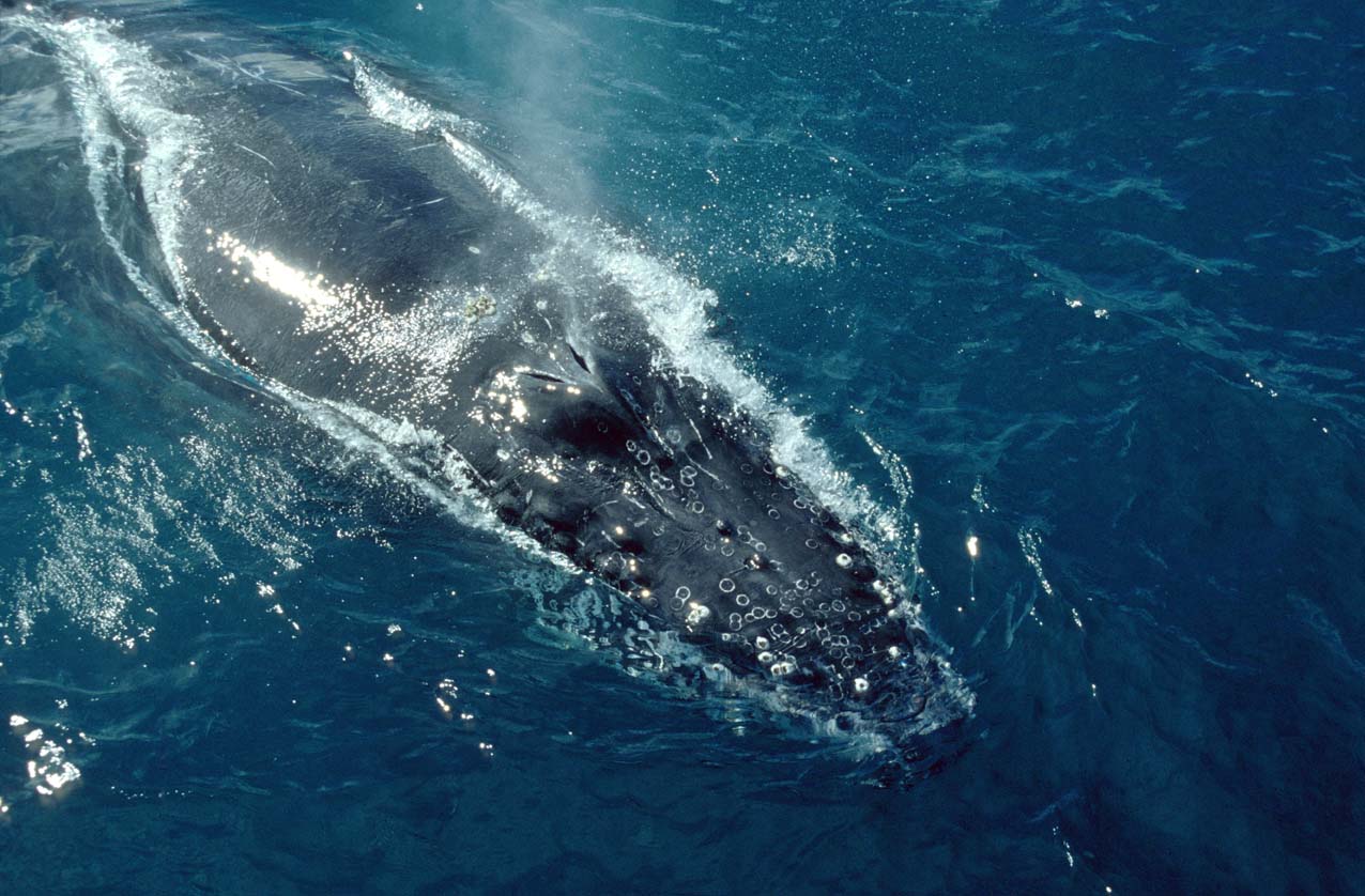 Baleia-jubarte na superfície da água em Abrolhos, Bahia