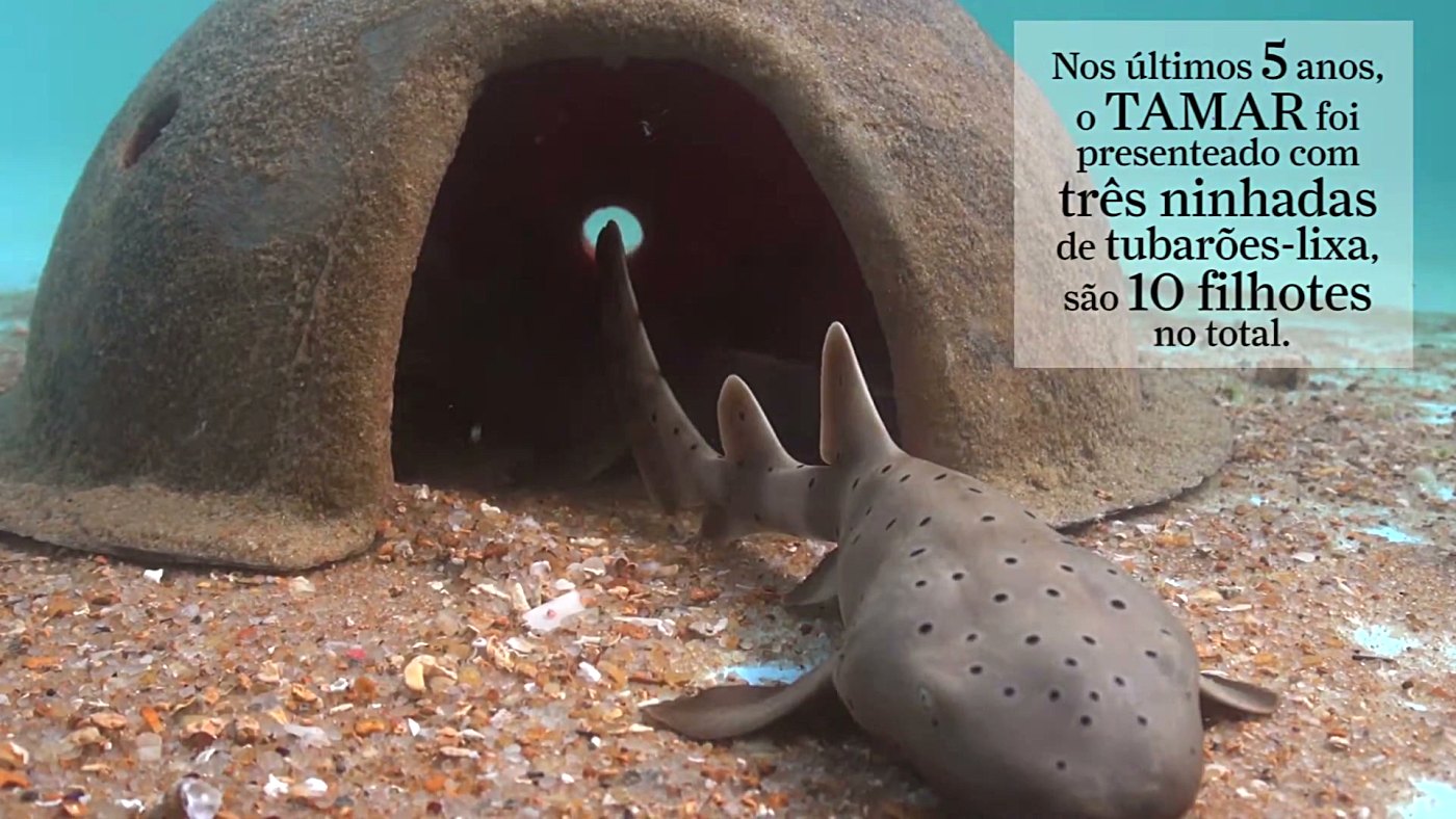 Tubarão-lixa, espécie da bolsa de sereia encontrada em Fernando de Noronha, fotografado no fundo do mar