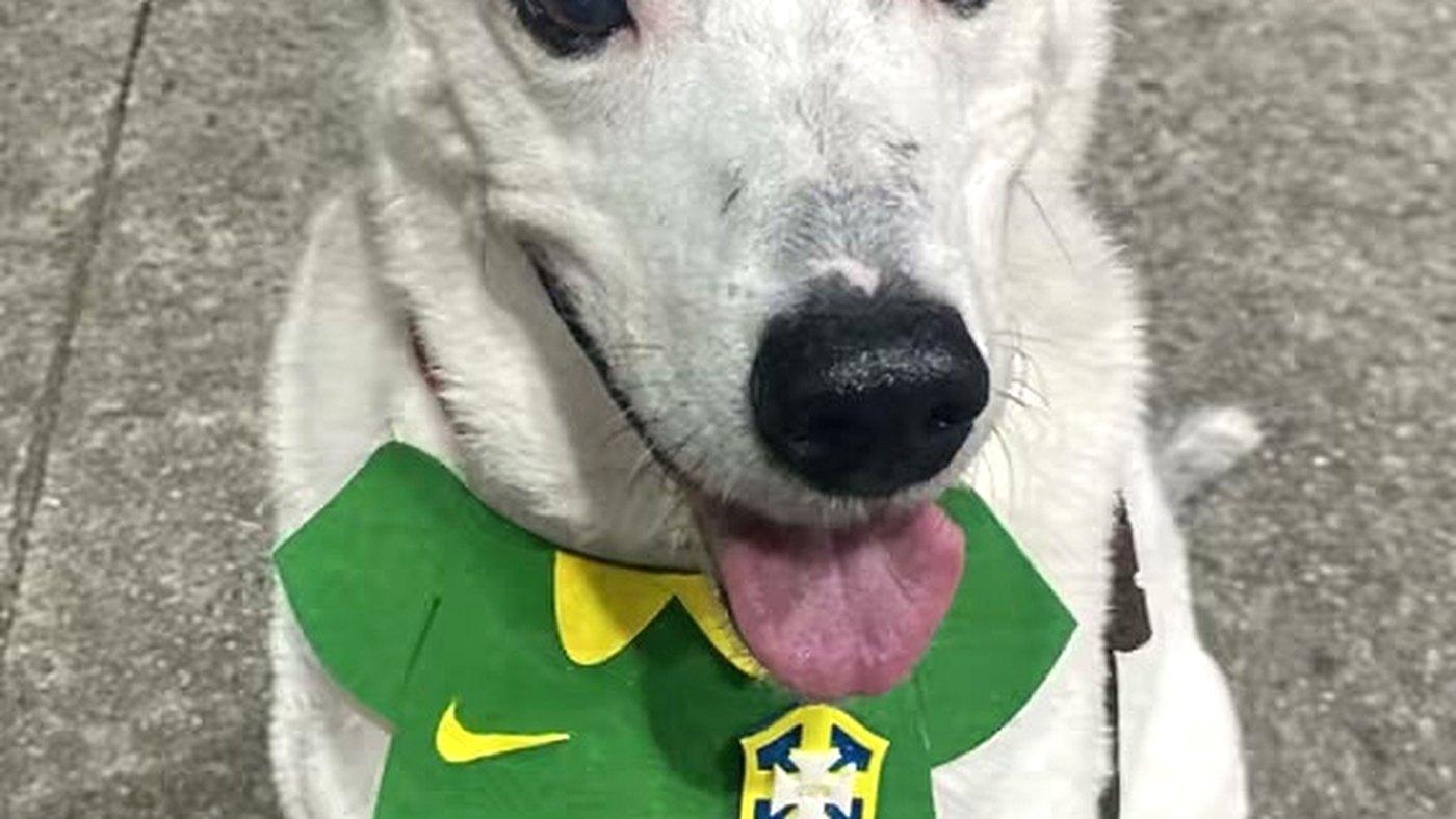 Buddy, o cachorro que ficou conhecido como Buddy Jackson, com manchas brancas de vitiligo pelo corpo