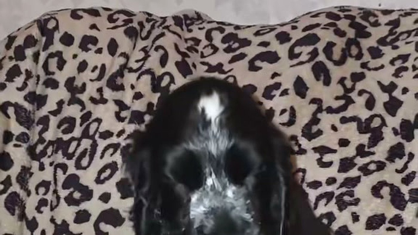 Cachorro com narcolepsia em vídeo viral: o cocker spaniel Gösta durante brincadeira no quintal antes de um episódio de sono repentino