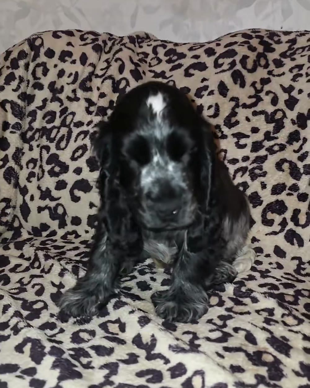 Filhote de cocker spaniel com narcolepsia brincando ao ar livre antes de um episódio de sono