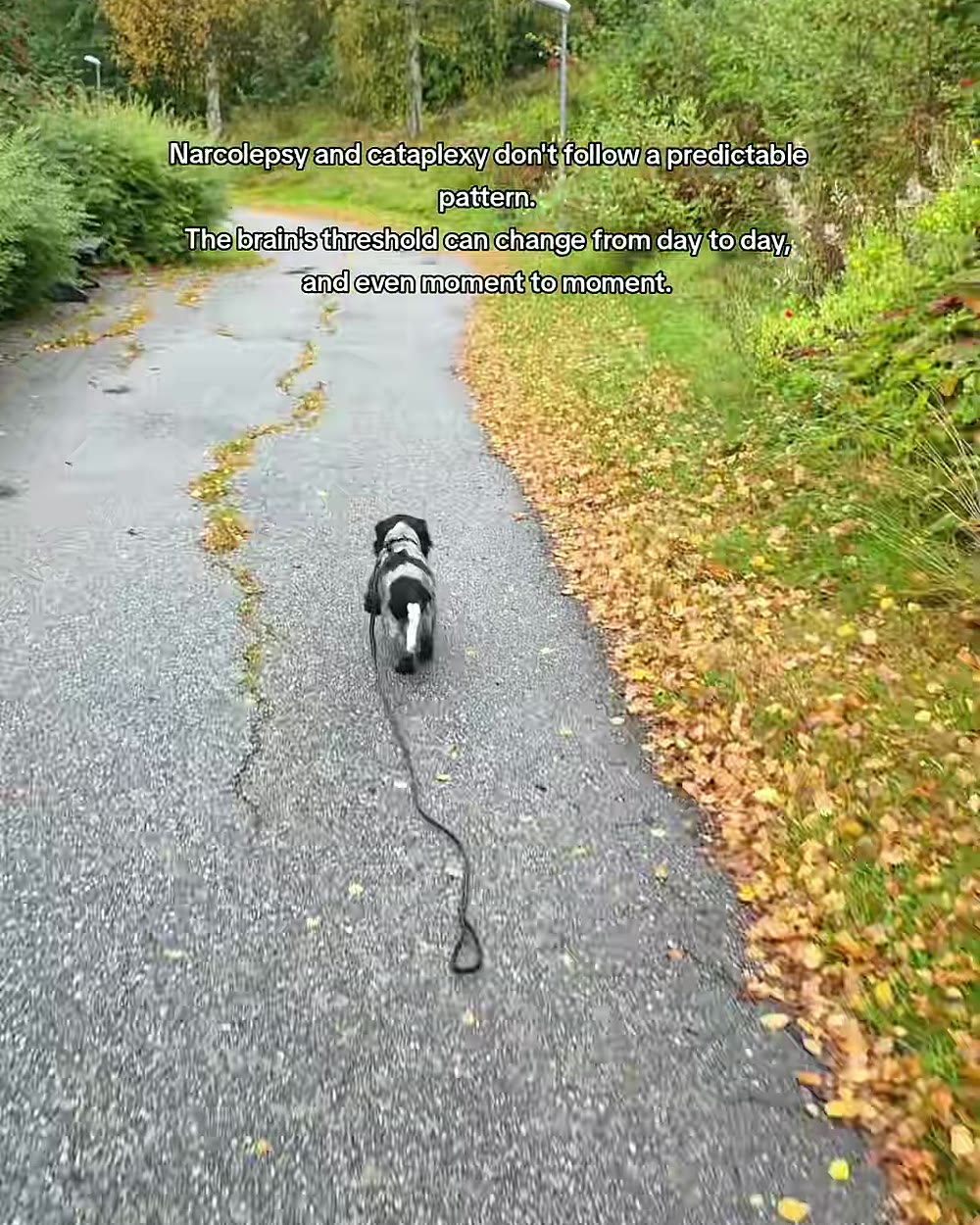 Cocker spaniel com narcolepsia em cena do segundo vídeo viral no TikTok