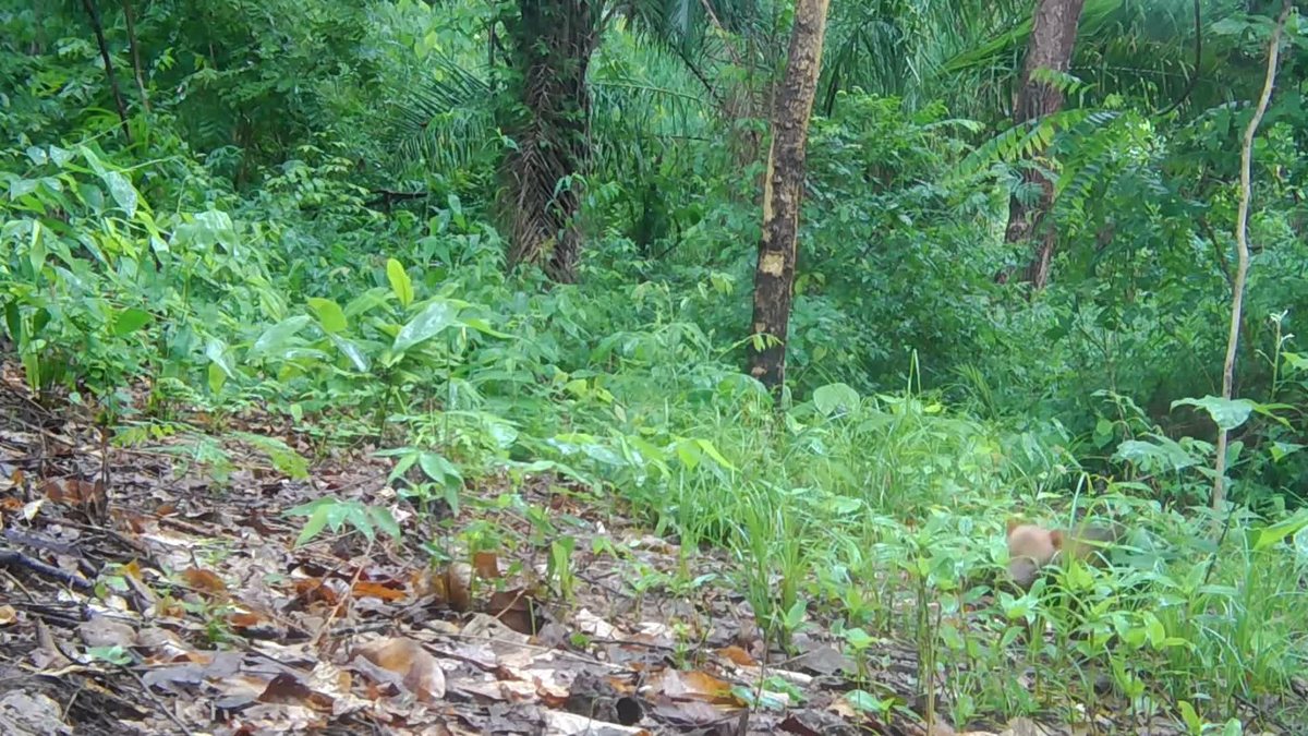 Frame do vídeo divulgado pelo Sesc mostra o cachorro-vinagre parcialmente encoberto pela vegetação.