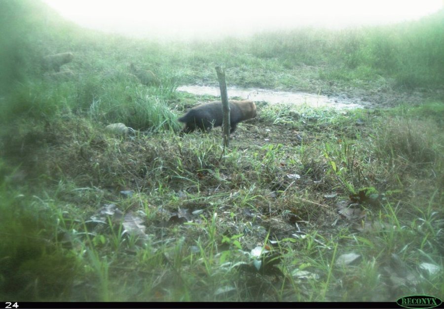 Registro de câmera de monitoramento divulgado pelo Sesc Pantanal.