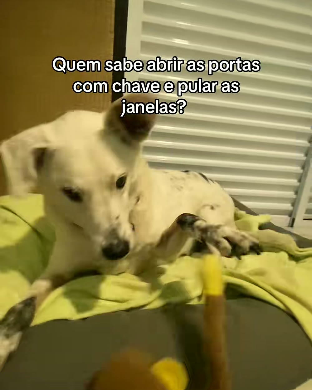 Buddy, já com boa parte do pelo branco por causa do vitiligo, passeando com a coleira em um shopping