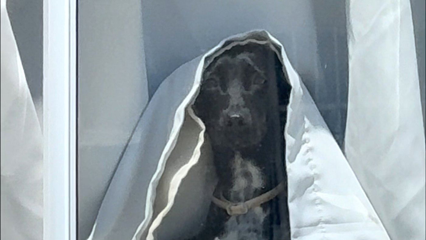 Cadela noiva fantasma na janela: Catarina embrulhada na cortina em Fortaleza