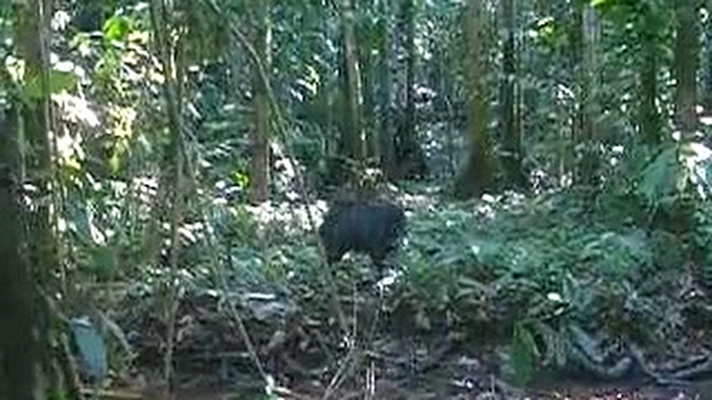 Cateto ou queixada caminhando entre árvores na mata brasileira