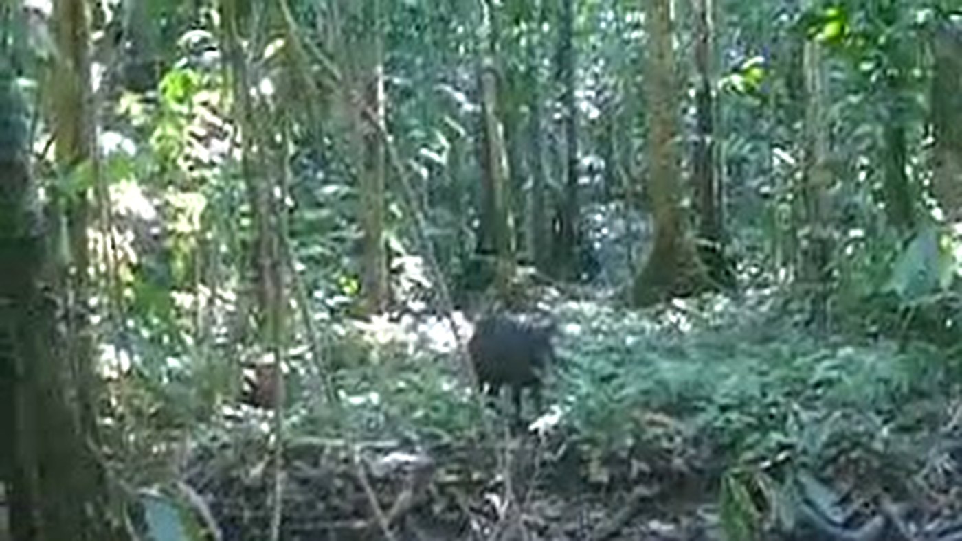 Queixada em trilha de mata fechada no Mato Grosso