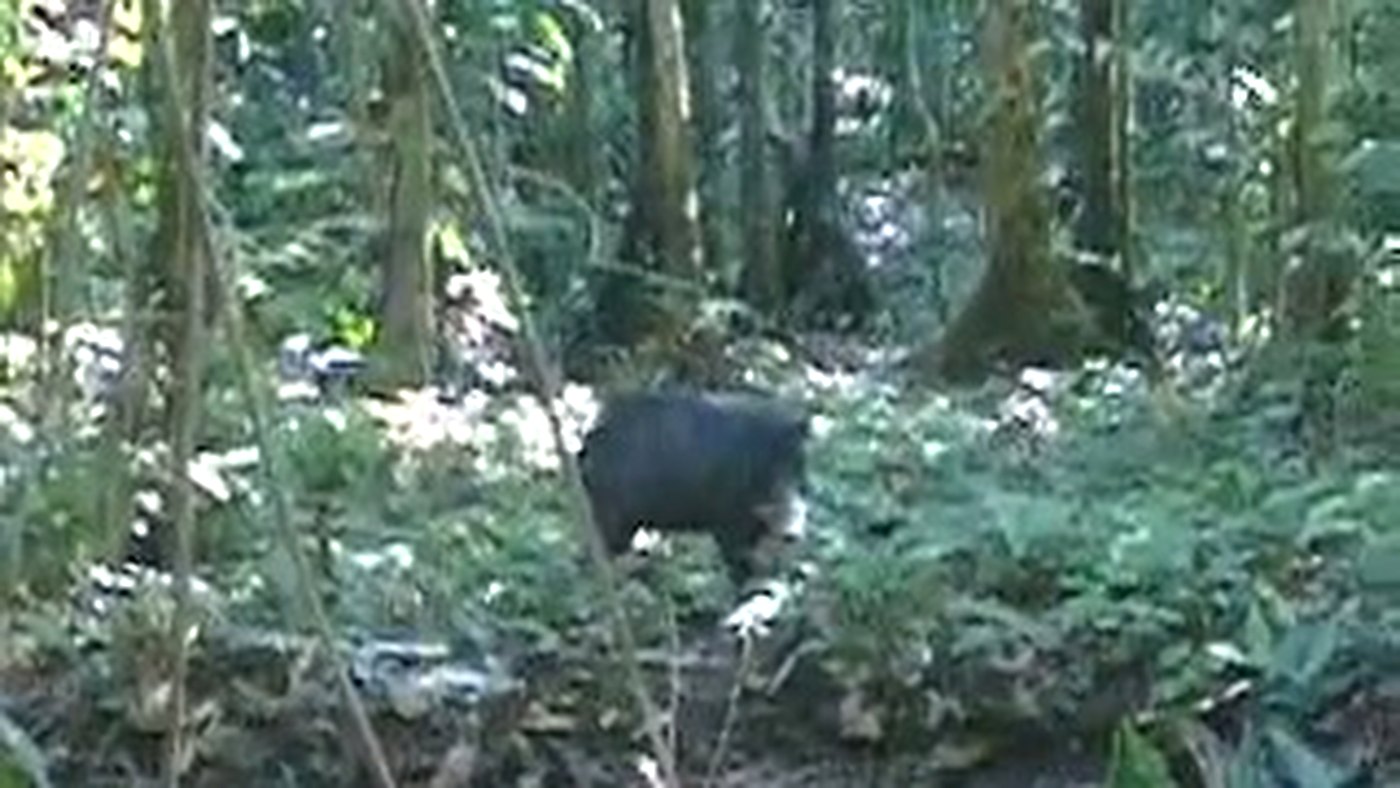 Cateto ou queixada visto sozinho em trilha na floresta brasileira