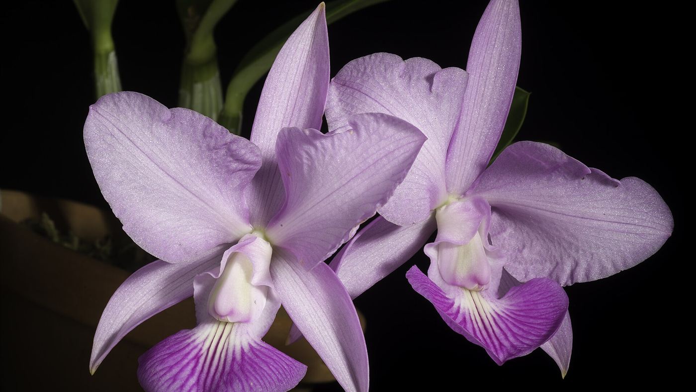 Duas flores lilás claras da Cattleya walkeriana cultivada em vaso.