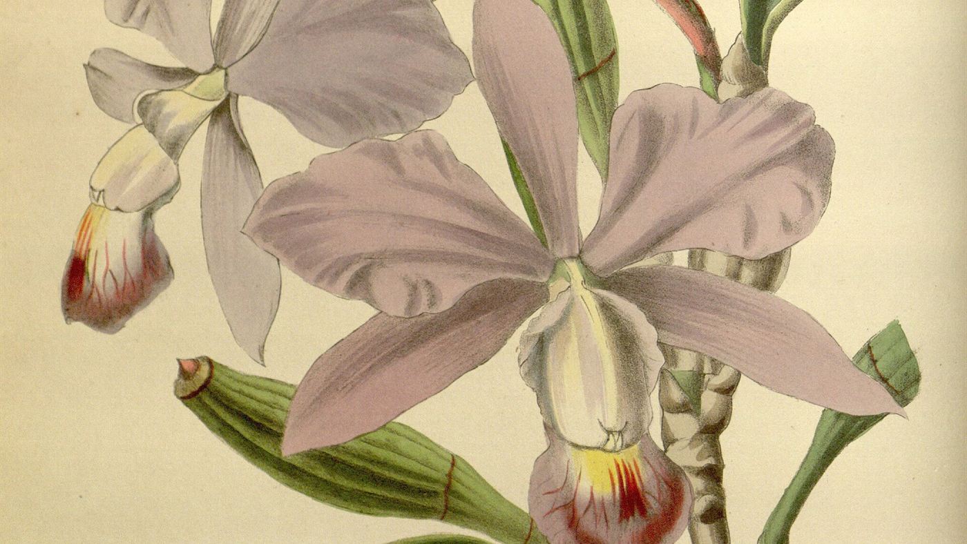 Ilustração antiga em aquarela da Cattleya walkeriana, mostrando pseudobulbo e folha.