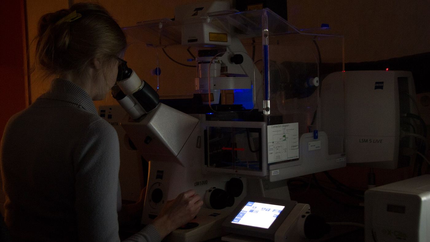 Pesquisa em microscópio de neurociência, semelhante ao trabalho de laboratório por trás do estudo sobre camundongos com cérebro humano