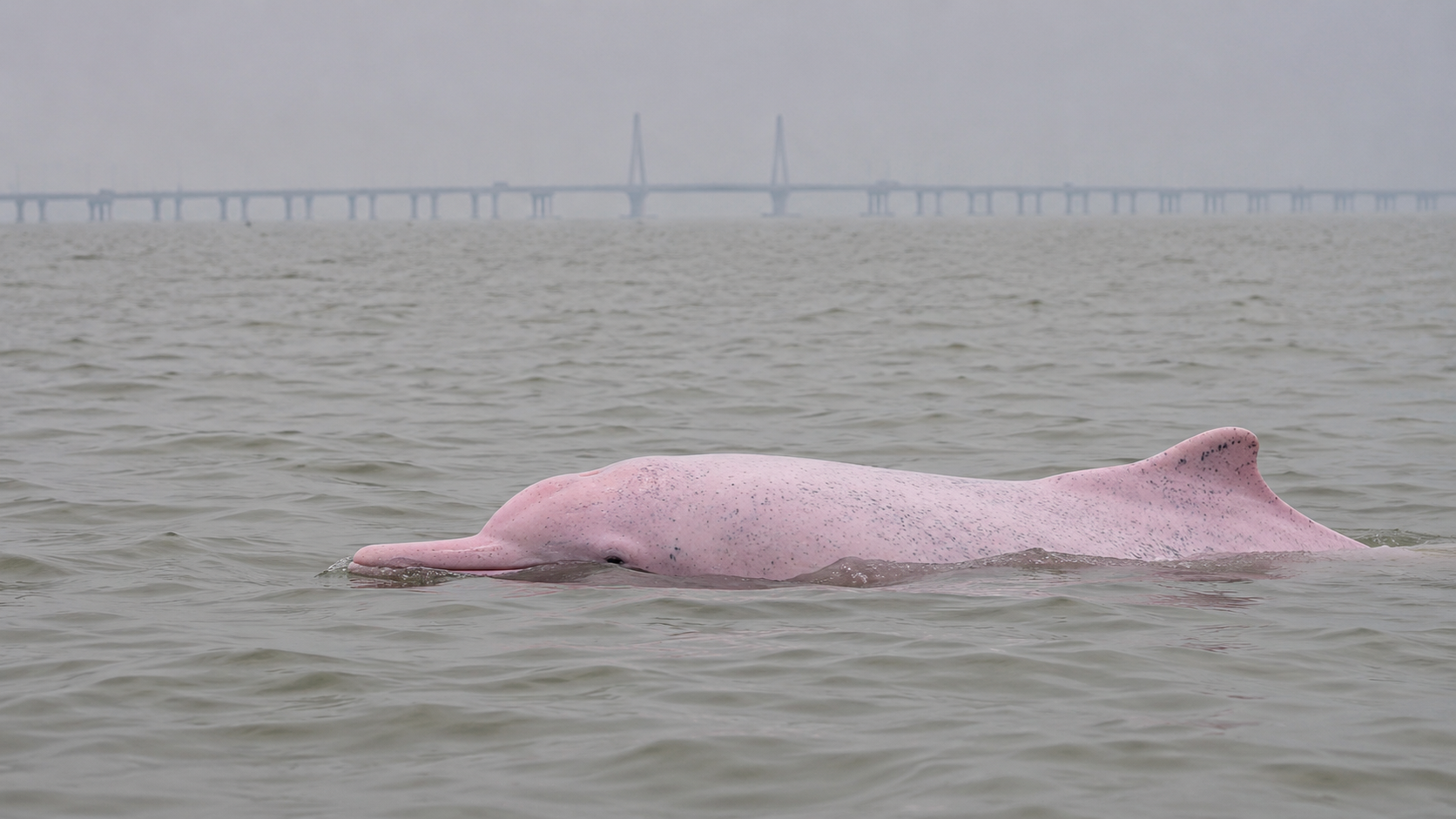 A pink Chinese white dolphin in the Pearl River estuary near the Hong Kong-Zhuhai-Macau Bridge