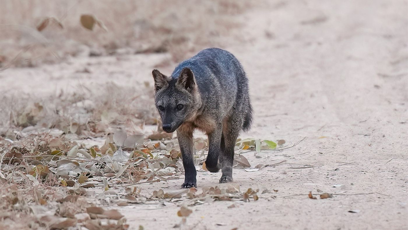Cachorro-do-mato, espécie silvestre resgatada após atropelamento em Santa Catarina no mesmo fim de semana da cobra mais venenosa do Brasil