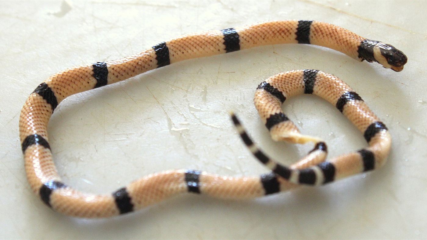 Cobra coral verdadeira com anéis vermelhos, pretos e brancos, espécie considerada a mais venenosa do Brasil
