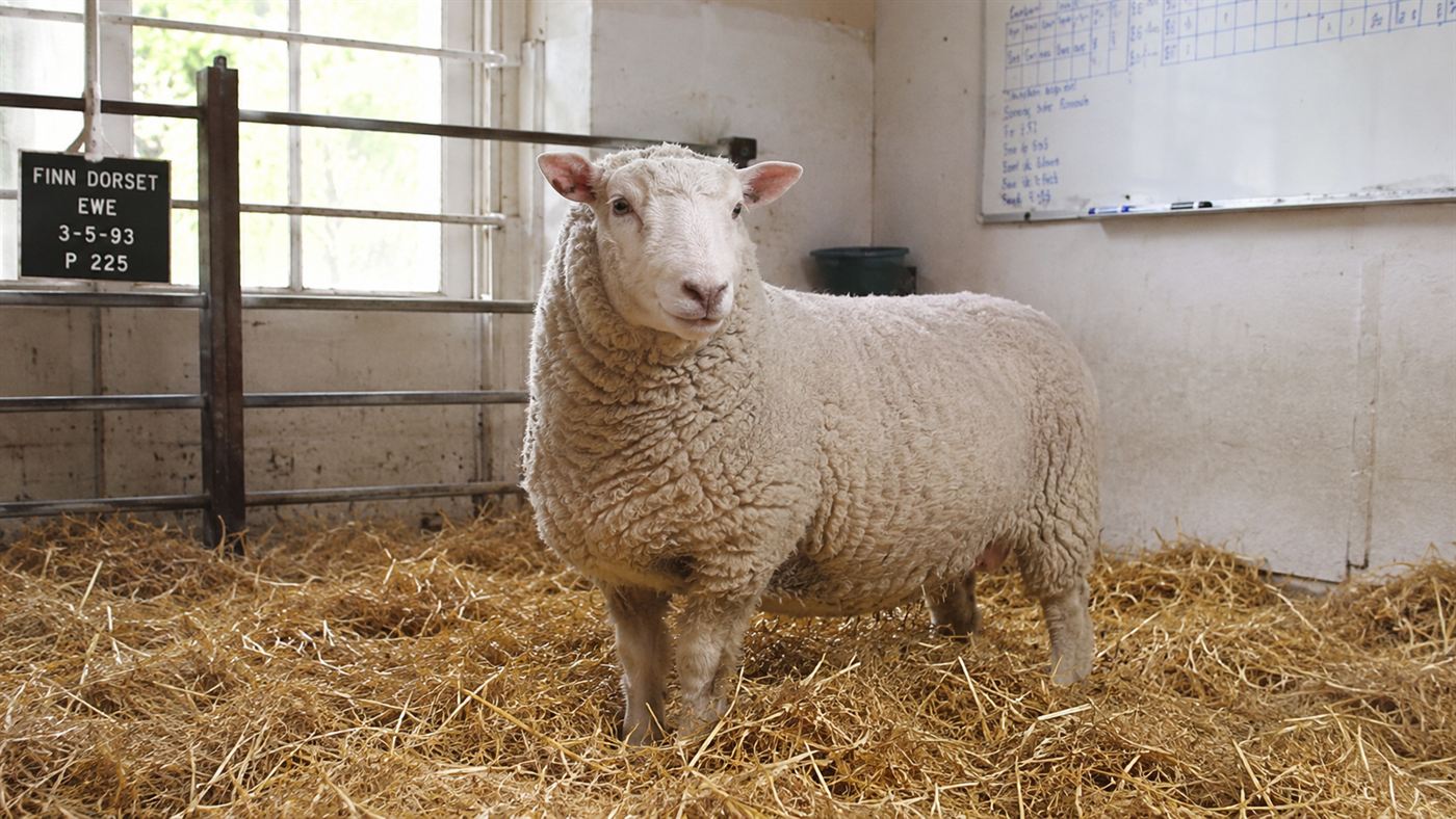 A white Finn Dorset ewe standing in a 1990s research barn, representing Dolly the sheep at the Roslin Institute