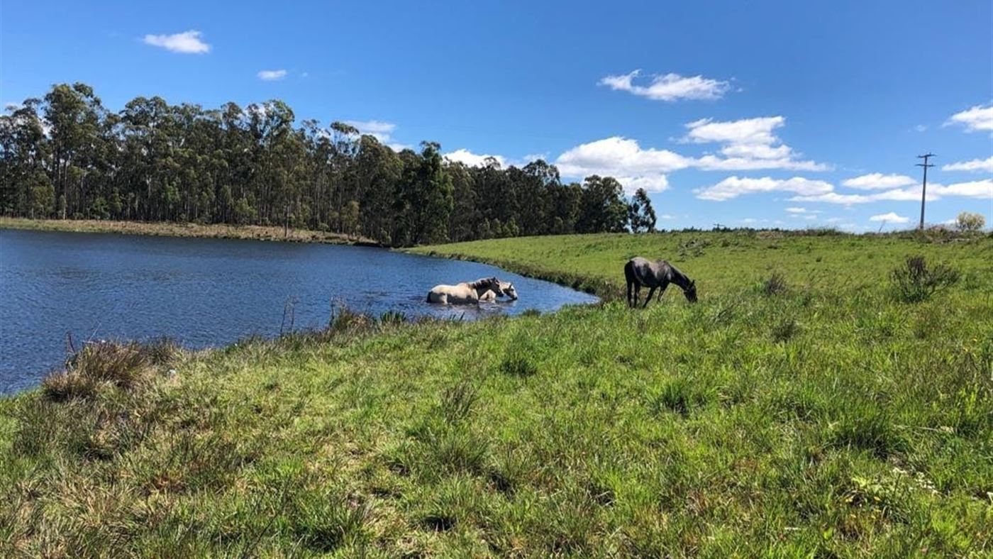Cavalos numa área de pasto e lagoa, cenário rural semelhante ao da fazenda em Marília