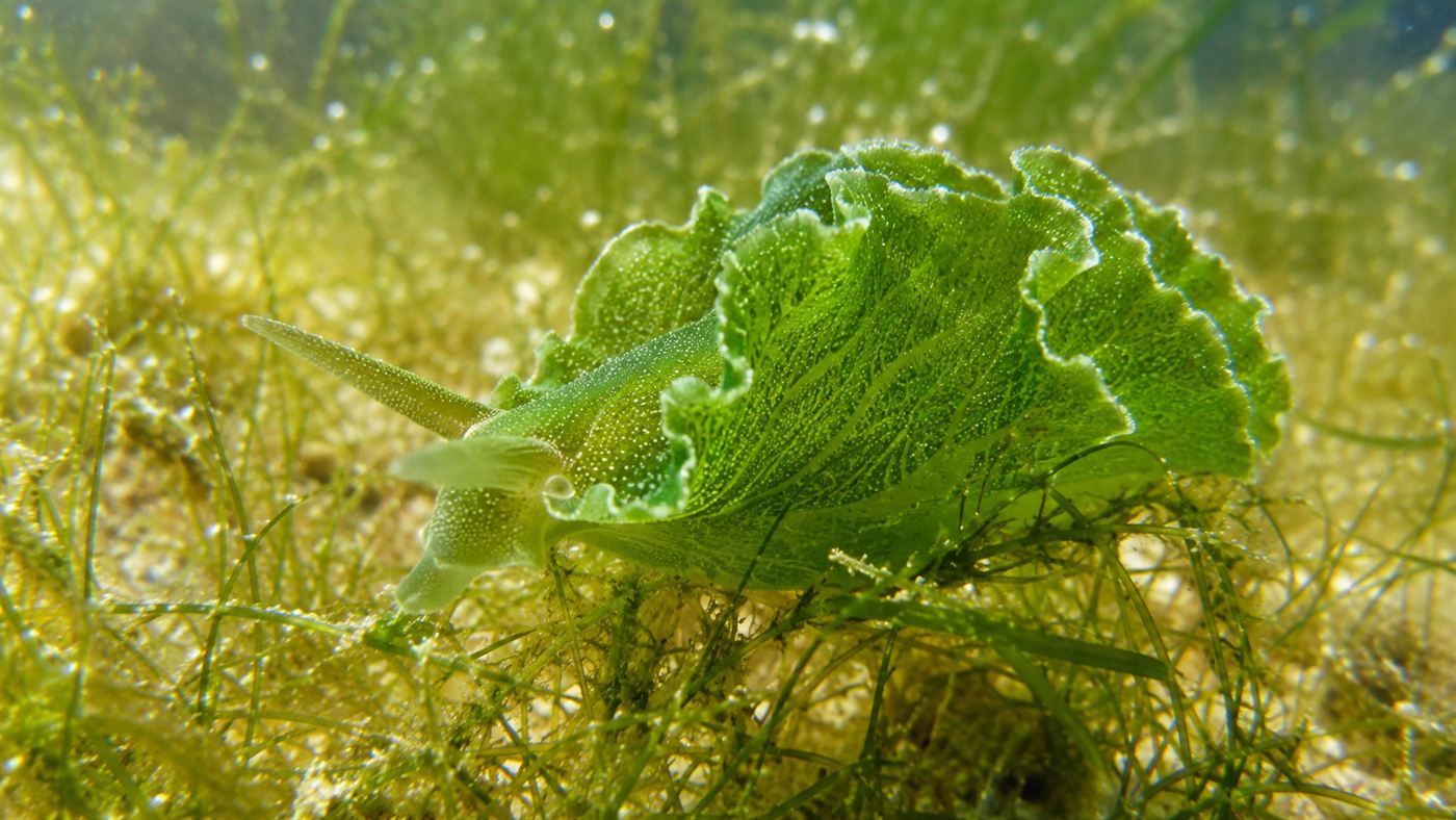 A bright emerald-green leaf-shaped solar-powered sea slug resting on strands of algae in clear shallow water