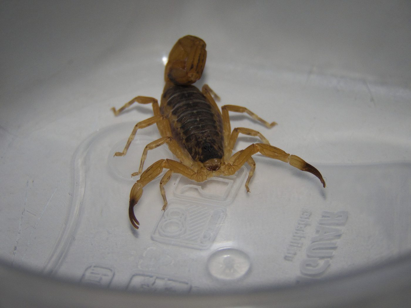 Escorpião-amarelo (Tityus serrulatus) visto de cima, com o corpo escuro e as pernas e pinças amareladas típicas da espécie