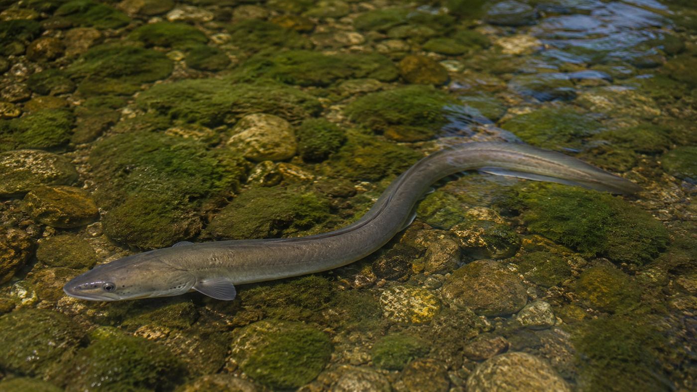 A large silver European eel moving through shallow clear river water over mossy stones in a European river, its long body catching the light
