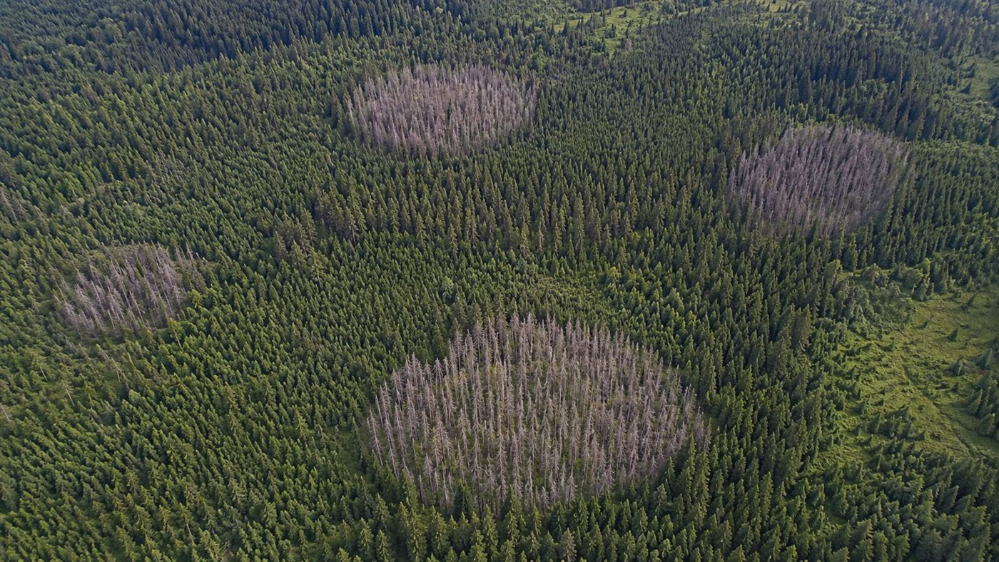 An aerial view of ring-shaped patches of dead conifer trees marking the spread of the humongous fungus
