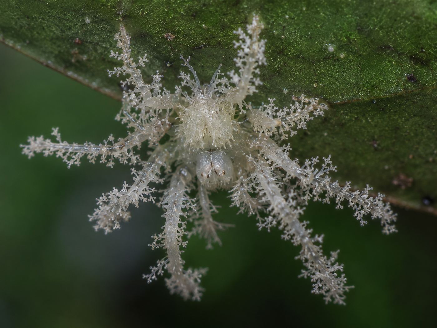 A pale spiky fungus-mimicking spider resting on the underside of a green leaf, its body shaped to resemble a growth of fungus