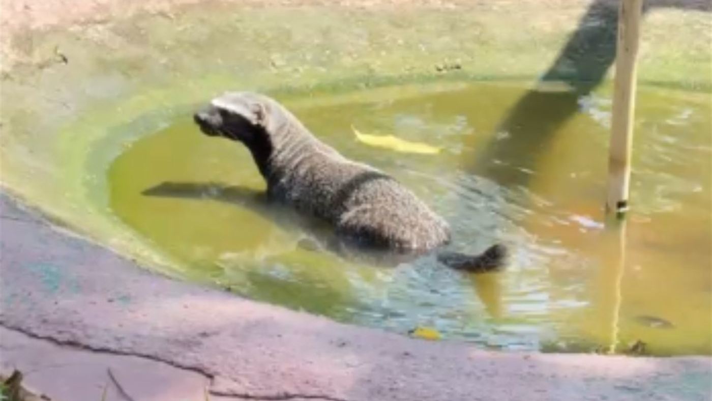 Furão-da-Amazônia dentro de um tanque com água no zoológico do CIGS, em Manaus
