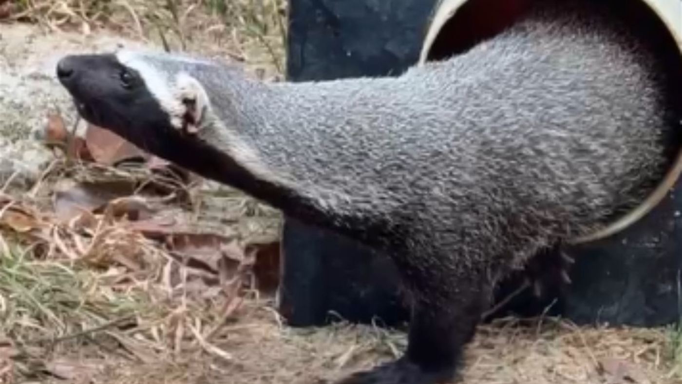 Furão-da-Amazônia resgatado: animal silvestre saindo de um cano na área do zoológico em Manaus