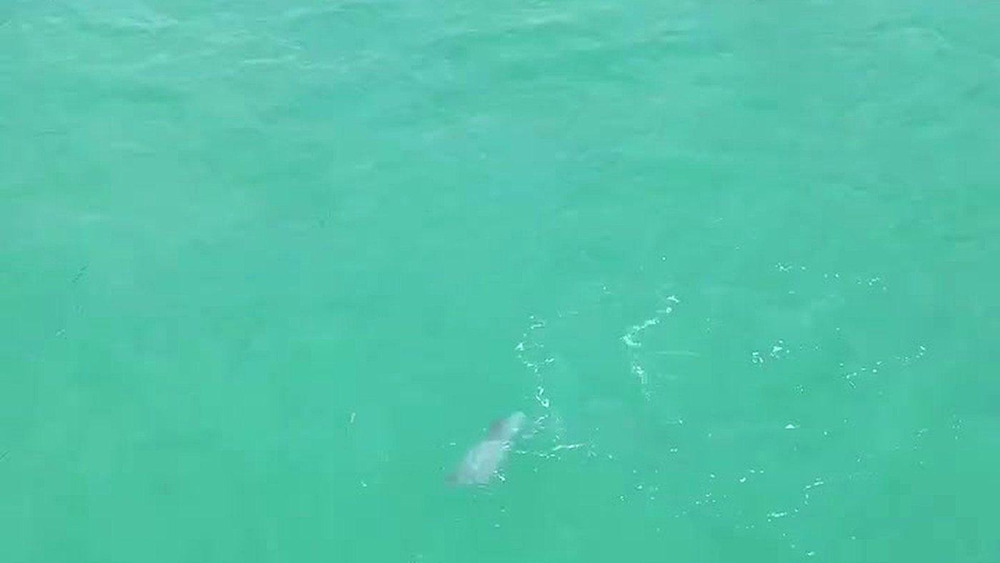Golfinho nadando sozinho na Praia de Gaibu, com respingo de água ao redor