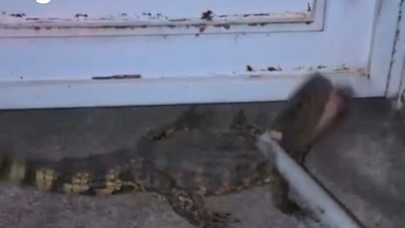 Jacaré em Buritama sendo capturado por brigadista na porta de uma casa