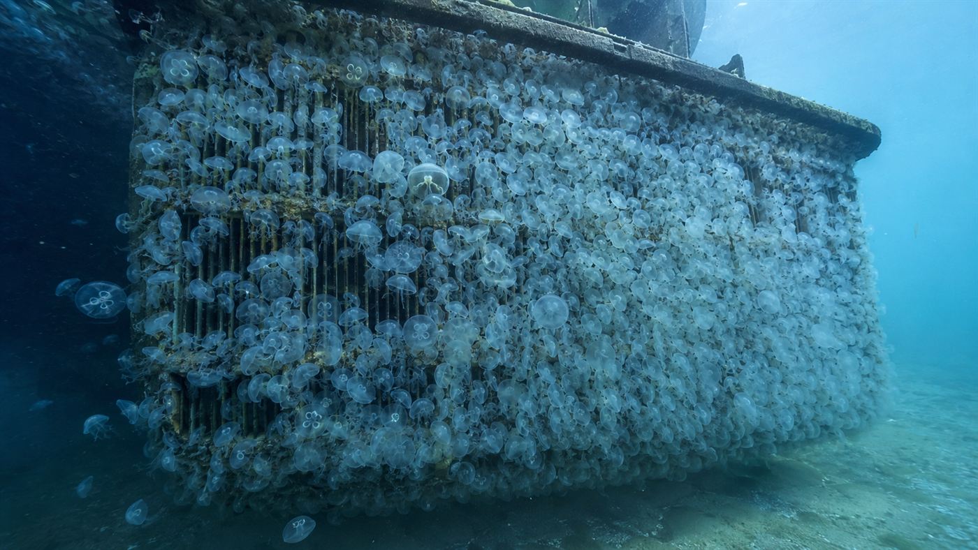 A swarm of moon jellyfish clogging the steel cooling water intake screen of a coastal power plant, the cause of a jellyfish power plant shutdown