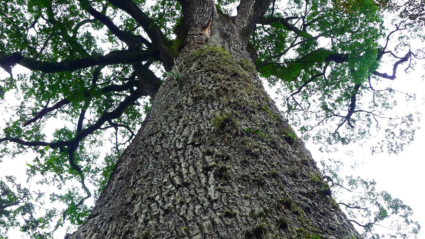 Tronco e copa do jequitibá mais antigo do Parque Estadual de Vassununga, vistos de baixo para cima.