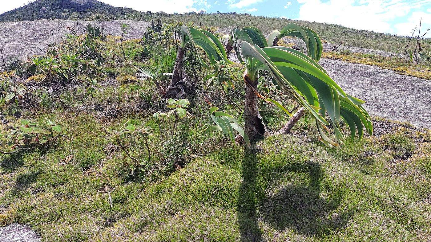 Campos de altitude da Reserva Biológica de Araras, em Petrópolis (RJ), no mesmo tipo de ambiente onde a planta rara foi encontrada.