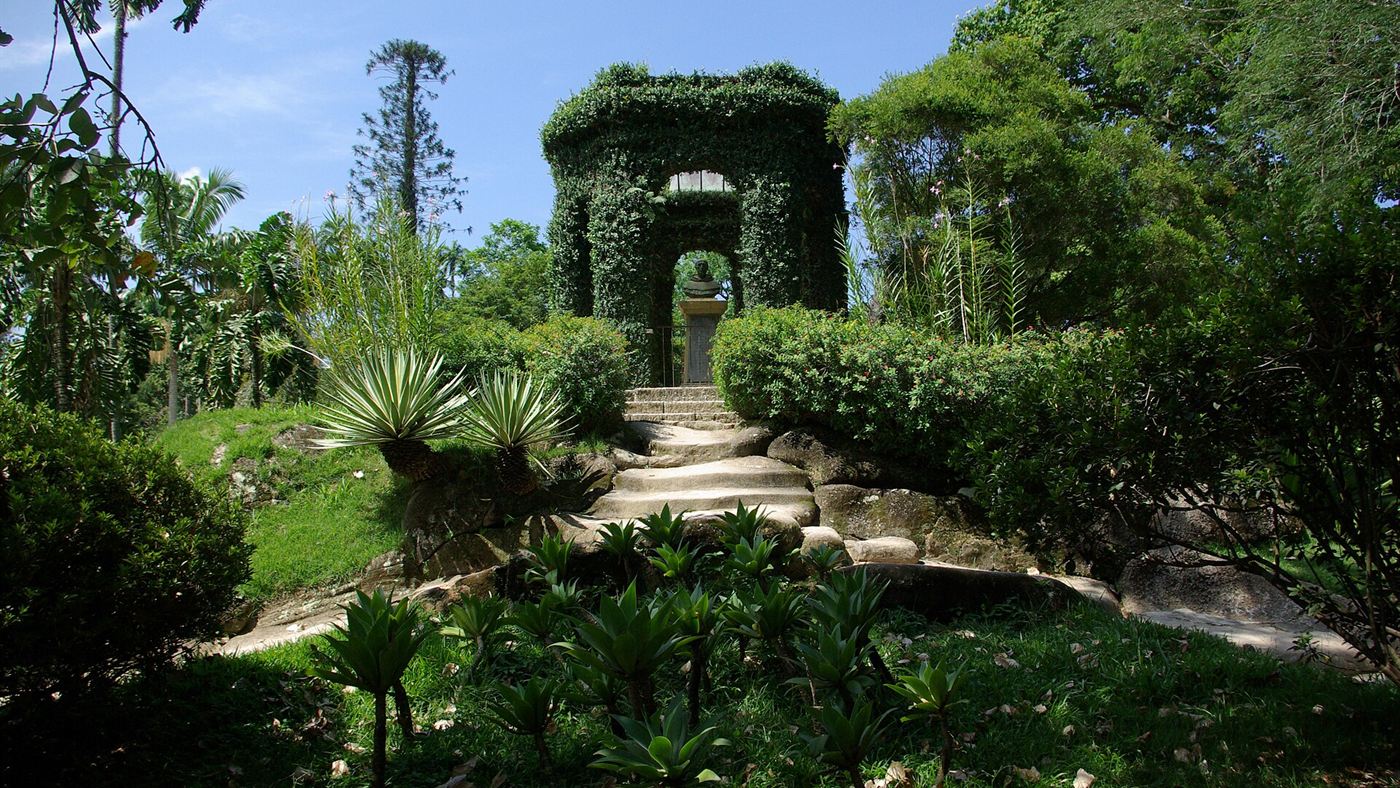 Jardim Botânico do Rio de Janeiro, instituição que confirmou a identificação da Justicia dasyclados.
