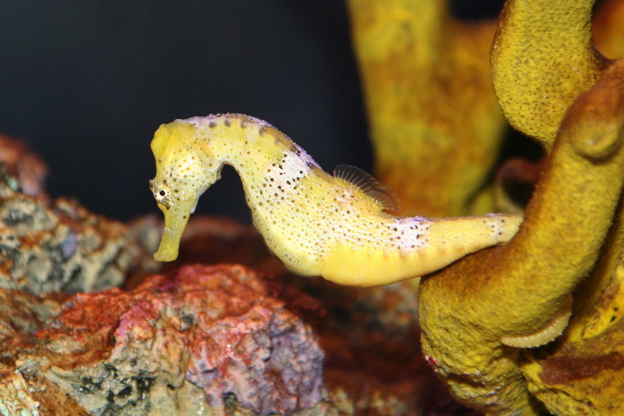 Cavalo-marinho-focinho-longo (Hippocampus reidi), espécie nativa do Brasil classificada como Vulnerável na lista de peixes ameaçados