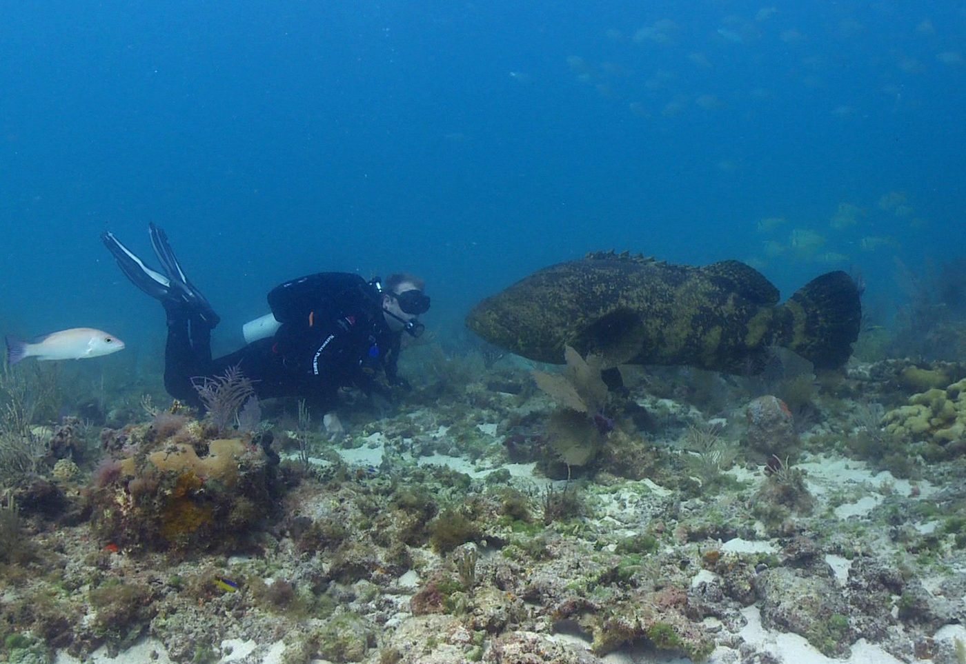 Mergulhador ao lado de um mero (Epinephelus itajara), peixe ósseo Criticamente em Perigo na lista brasileira de espécies ameaçadas