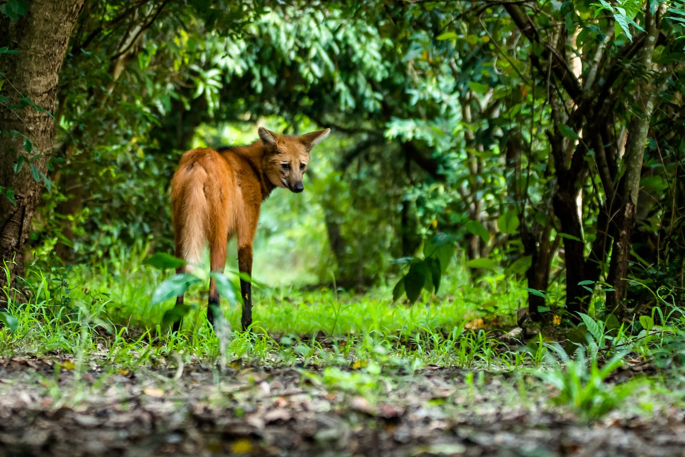 Lobo-guará entre árvores de uma área mais fechada de vegetação, olhando para o lado.