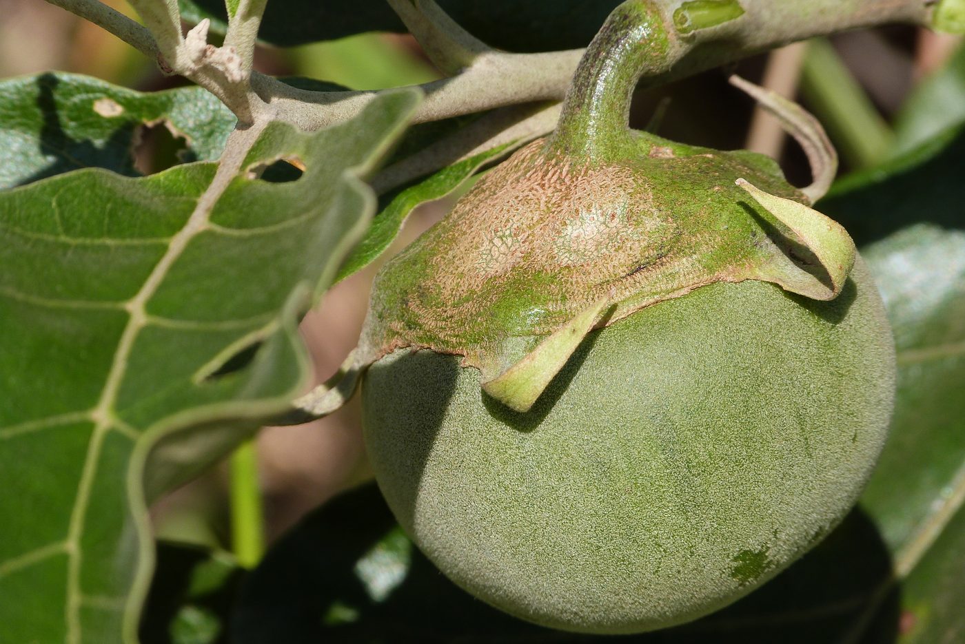 Fruto verde da lobeira ainda preso ao galho, com folhas largas ao redor.