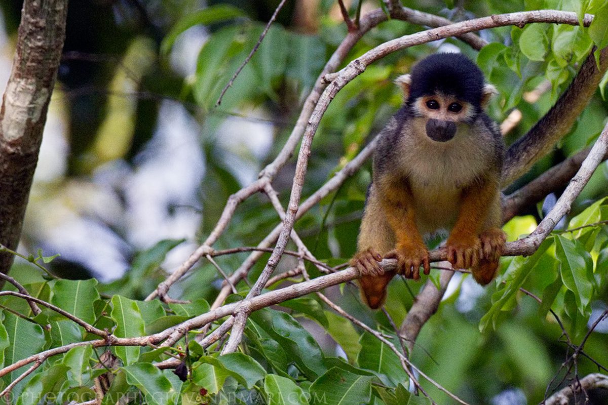 Macaco-de-cheiro-de-cabeça-preta fotografado na Reserva Mamirauá