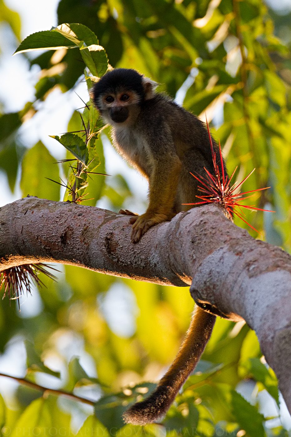 Macaco-de-cheiro-de-cabeça-preta com a cauda longa apoiada em galho