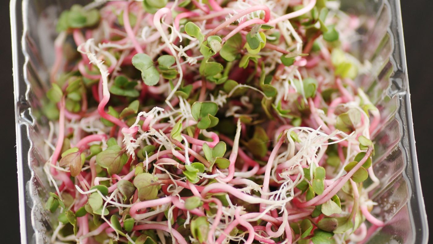 Microverdes de rabanete colhidos, com caules rosados e folhas verdes bem pequenas