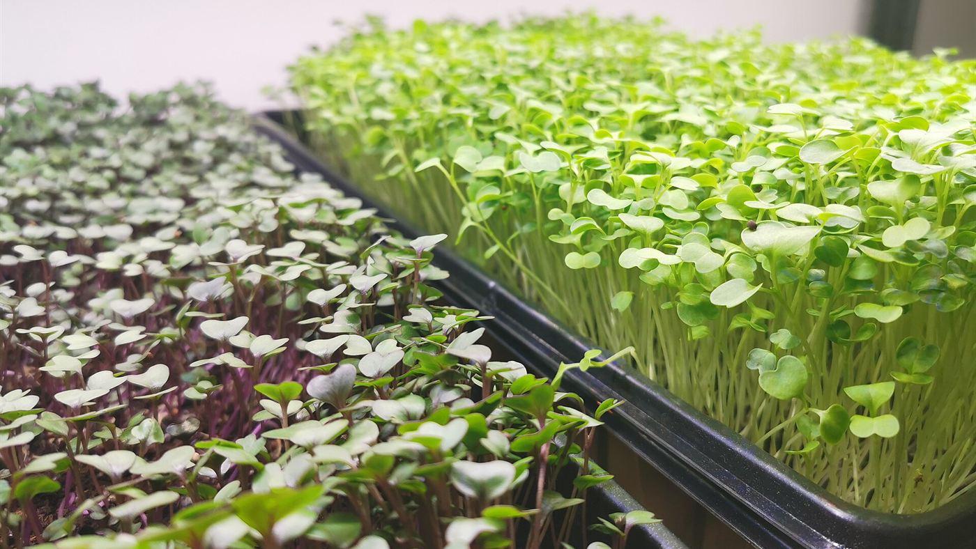 Microverdes em casa: bandejas de rabanete roxo e brócolis crescendo lado a lado antes da colheita