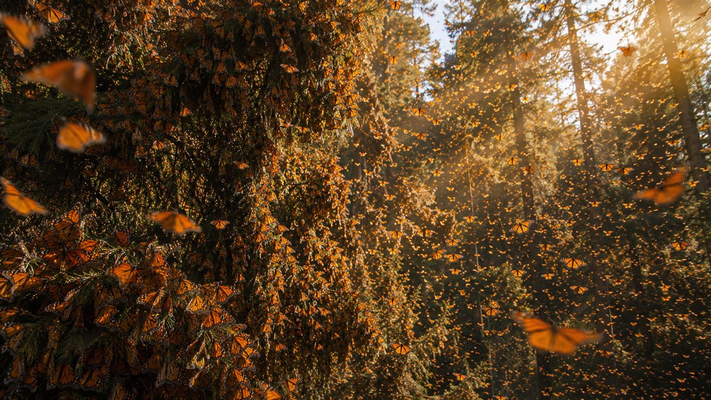 The end of the monarch butterfly migration, millions of monarchs blanketing the fir trees of a Mexican forest