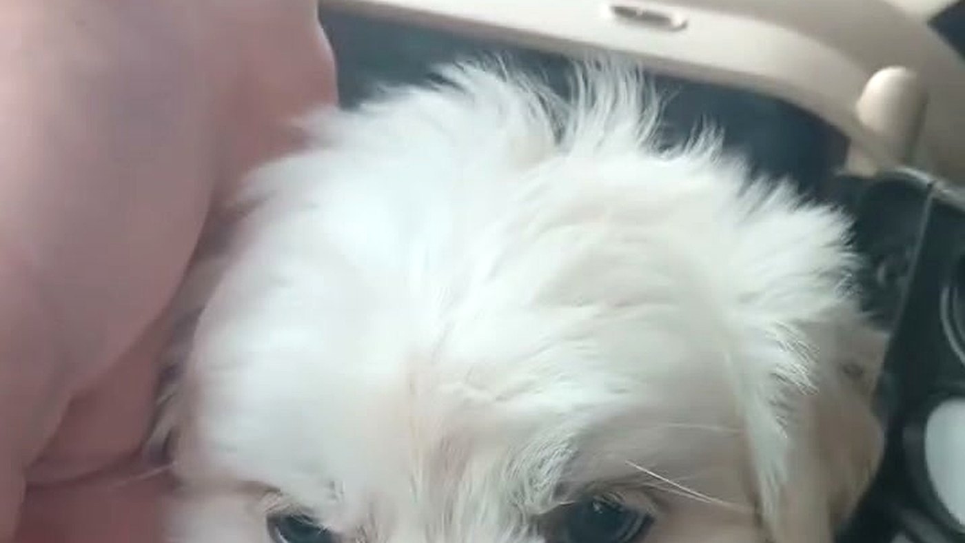 Filhote de cachorro maltês sendo acariciado pelo motorista de aplicativo dentro do carro