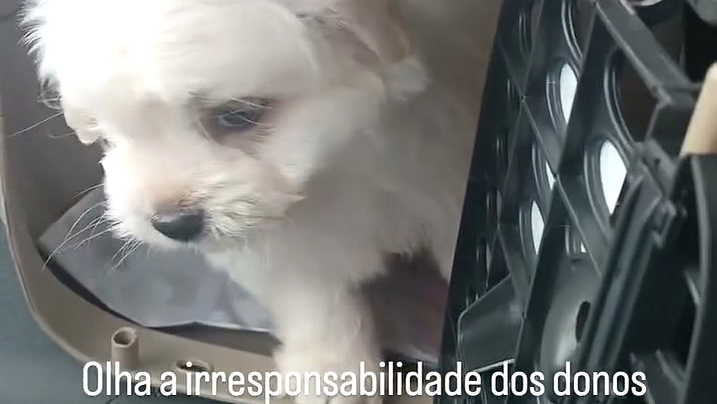Cachorro sozinho na corrida de aplicativo: filhote branco dentro da caixinha de transporte no banco do carro