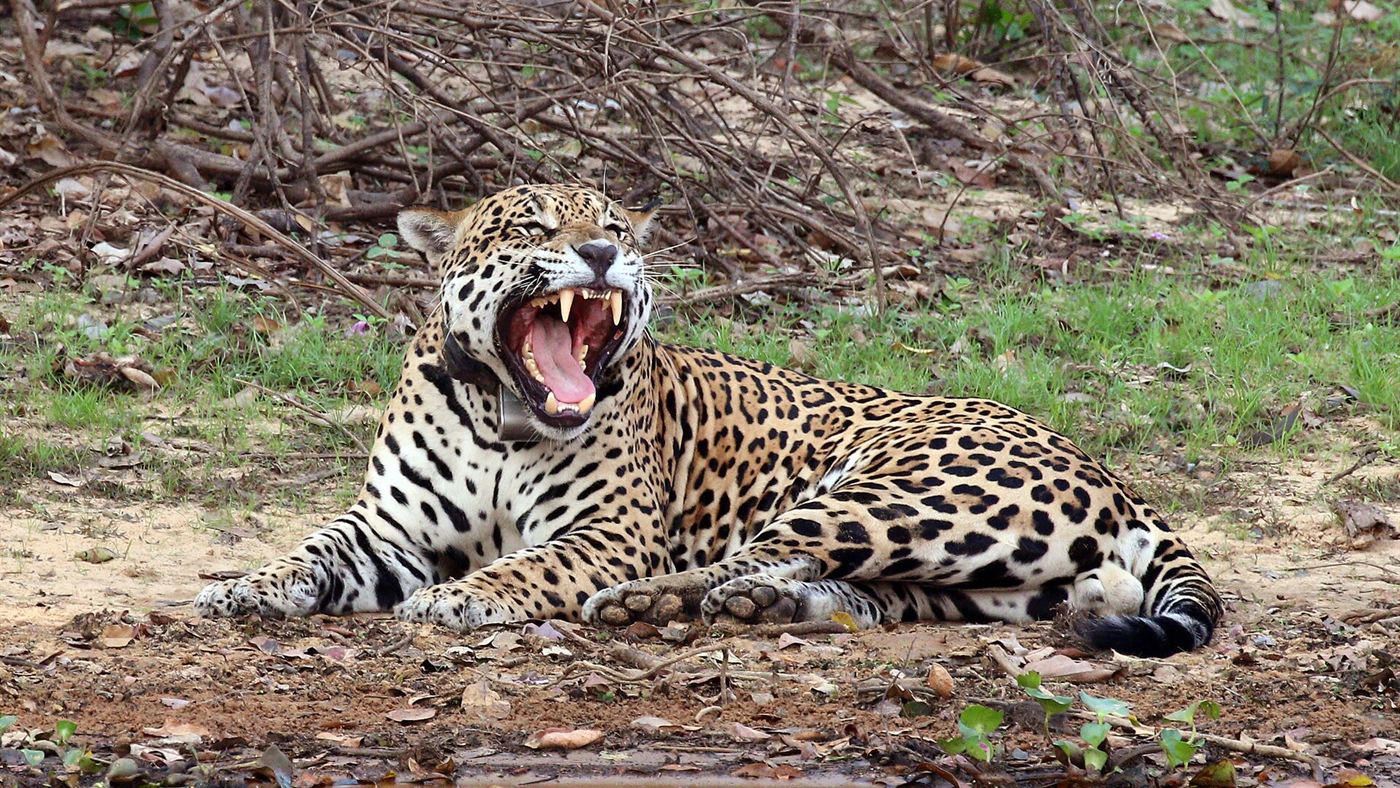 Onça-pintada com coleira de rastreamento, espécie citada entre os espécimes mais antigos do acervo do Goeldi
