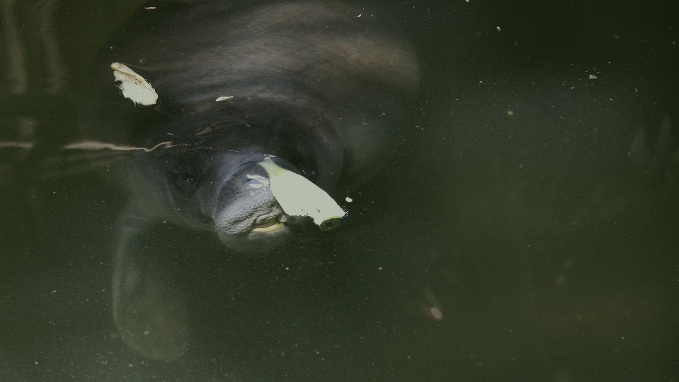 Peixe-boi-da-amazônia nadando, espécie também preservada na coleção de mamíferos do Goeldi