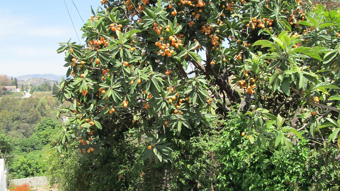 Nespereira carregada de frutas, a mesma árvore da folha usada no chá